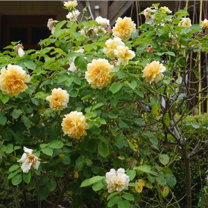 Желтая - Ностальгическая роза